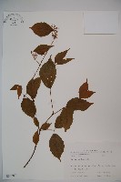 藏品(呂宋莢迷)的圖片