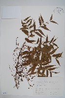 藏品(黃連木、爛心木)的圖片