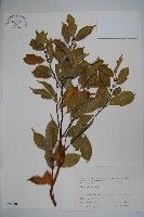 藏品(臺灣糊樗)的圖片