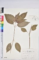 藏品(山靛)的圖片