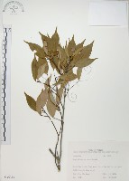 藏品(樟葉槭, 飛蛾子樹)的圖片