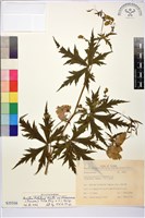 藏品(蔓烏頭)的圖片