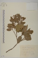 藏品(刺果衛矛)的圖片