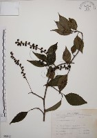 藏品(阿里山五味子)的圖片