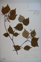 藏品(紅子莢迷、新高山莢迷)的圖片