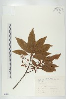 藏品(杜英、山杜英、蘭嶼杜英)的圖片