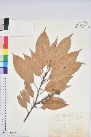 藏品(短尾柯、油葉杜、嶺南柯)的圖片