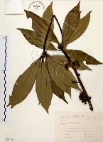 藏品(五掌楠)的圖片