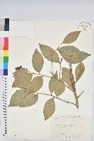 藏品(交力坪鐵色)的圖片