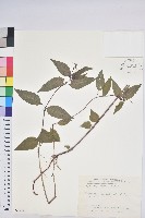 藏品(山靛)的圖片