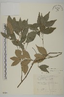 藏品(菱葉衛矛)的圖片