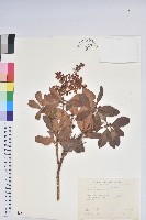 藏品(臺灣馬醉木)的圖片