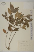 藏品(福建賽衛矛、福建假衛矛)的圖片