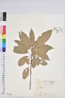 藏品(粗糠柴)的圖片