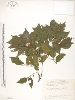 藏品(石朴)的圖片