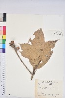 藏品(大葉石櫟、大葉校栗)的圖片