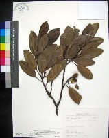 藏品(蘭嶼烏心石)的圖片