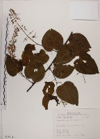 藏品(菊花木)的圖片