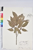 藏品(細葉青剛、黑稠、黑櫟、小葉青剛)的圖片