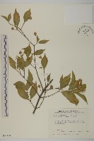 藏品(厚葉衛矛)的圖片