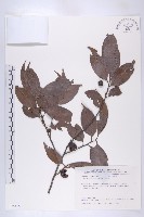 藏品(山紅柿)的圖片