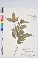 藏品(長尾栲、長尾柯、長尾尖葉櫧)的圖片