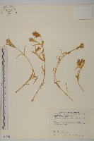 藏品(玉山蠅子草)的圖片