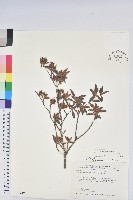 藏品(細葉杜鵑、南湖杜鵑、志佳陽杜鵑)的圖片