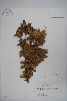 藏品(臺灣小蘗)的圖片