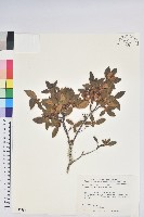 藏品(紅毛杜鵑)的圖片