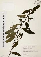 藏品(山胡椒)的圖片