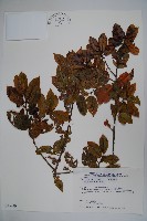 藏品(刻脈冬青)的圖片