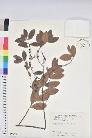 藏品(土密樹)的圖片