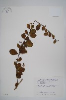 藏品(滿福木)的圖片