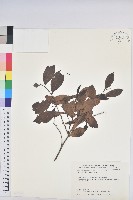 藏品(細葉饅頭果)的圖片