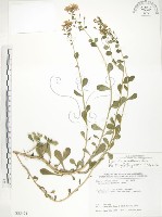 藏品(茅毛珍珠菜)的圖片