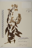 藏品(假東風菜)的圖片