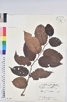 藏品(錫蘭饅頭果，香港饅頭果，大葉饅頭果，香港算盤子)的圖片