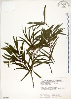 藏品(相思樹)的圖片