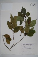 藏品(鐵冬青)的圖片