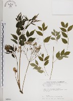 藏品(楝、苦楝)的圖片