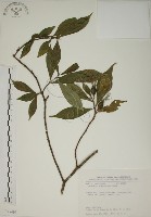 藏品(山黃梔)的圖片