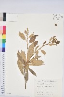 藏品(赤皮、赤皮椆)的圖片