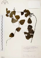 藏品(千金藤、金線吊烏龜)的圖片