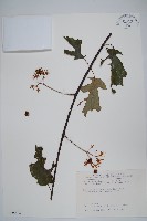 藏品(闊葉獼猴桃)的圖片