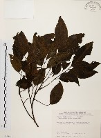 藏品(黃杞)的圖片