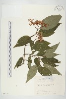 藏品(梜木)的圖片