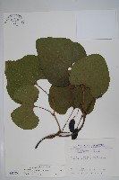 藏品(大葉馬兜鈴)的圖片