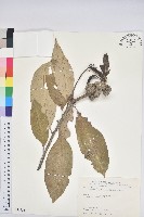 藏品(鬼石櫟)的圖片