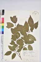 藏品(南燭)的圖片